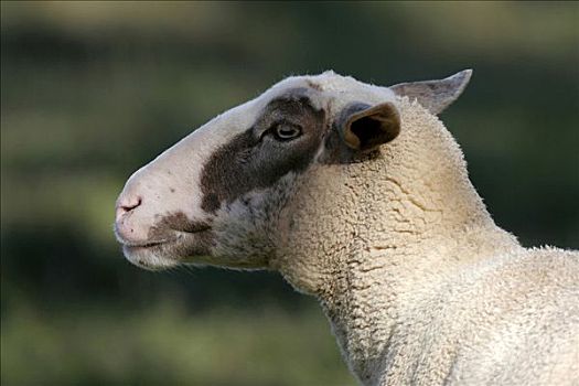 家羊,绵羊,肖像,莱茵兰普法尔茨州,德国,欧洲