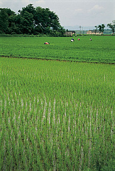 安徽稻田