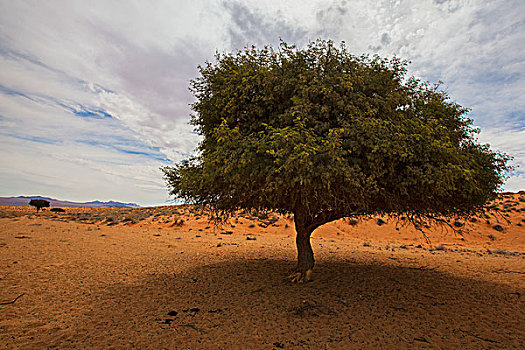 树,荒芜,纳米比亚