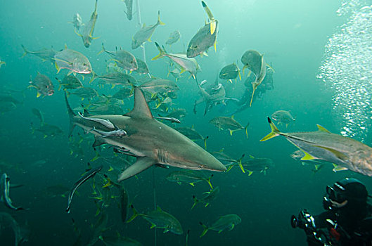 海洋,鲨鱼,长鳍真鲨,鮣鱼,鲹属,潜水,南非