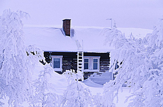 斯堪的纳维亚,芬兰,拉普兰,积雪,桦树