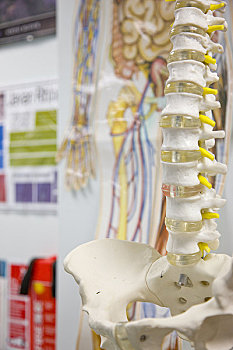 特写,解剖模型,脊椎,骨盆,生物学,教室