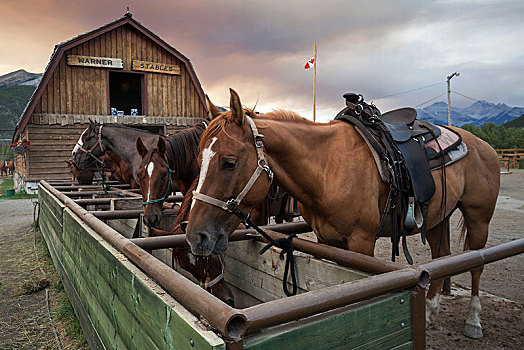 骑马,马场,班芙,艾伯塔省,加拿大,北美