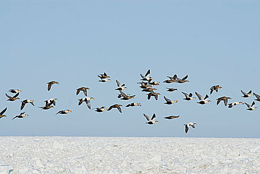 楚科奇海,岸边,手推车,阿拉斯加,国王,绒鸭,欧绒鸭,鸭子,飞行,上方,浮冰,春天,迁徙