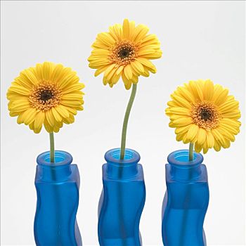 花瓶,黄色,大丁草
