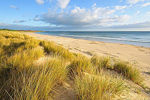 沙丘,沙丘草,海滩,北海,诺森伯兰郡,英格兰,英国