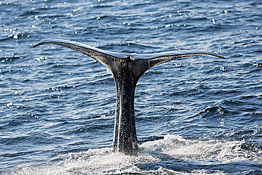 抹香鲸,雄性动物,鲸尾叶突,岛屿,韦斯特阿伦,挪威北部,挪威,欧洲