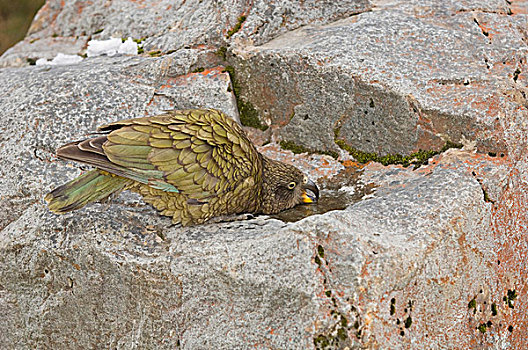 食肉鹦鹉,成年,喝,石头,南阿尔卑斯山,南岛,新西兰