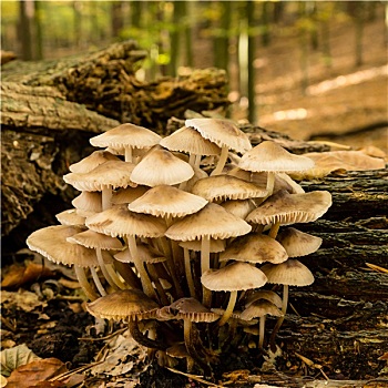 蘑菇,树林