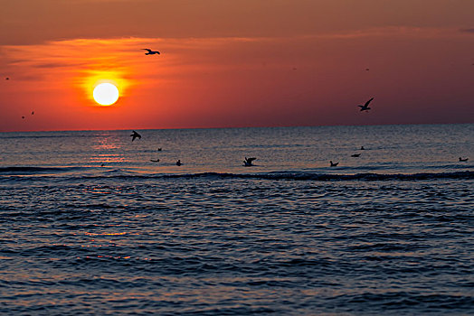 海鸟海鸥日出