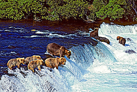 棕熊,捕鱼,粉色,三文鱼,瀑布,沿岸,阿拉斯加