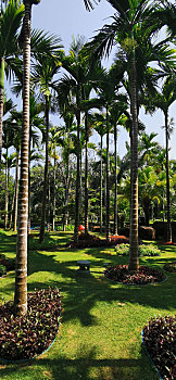 海南三亚椰林