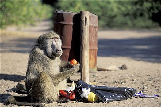 狒狒,检查,垃圾袋,吃,西红柿,博茨瓦纳