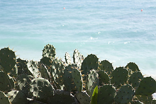仙人掌,海洋,尤卡坦半岛,墨西哥