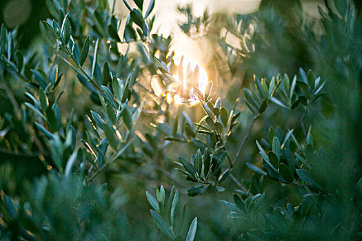 橄榄树,日落