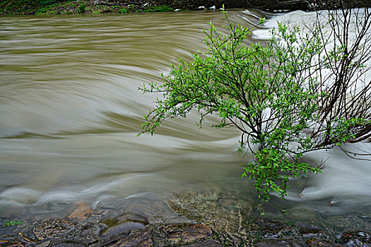 山水,溪流,流水,绿树