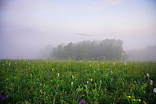 草原,牧场,绿草,旷野,云雾,云海