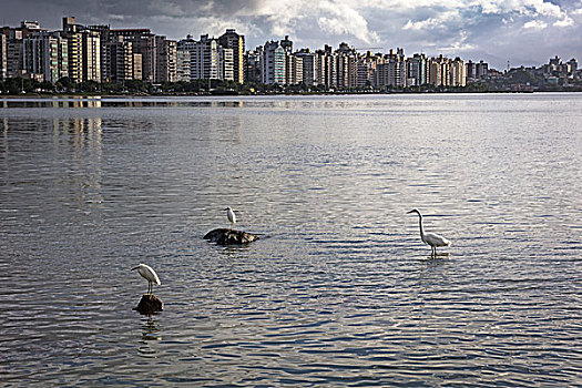 鸟,水上,摩天大楼,巴西