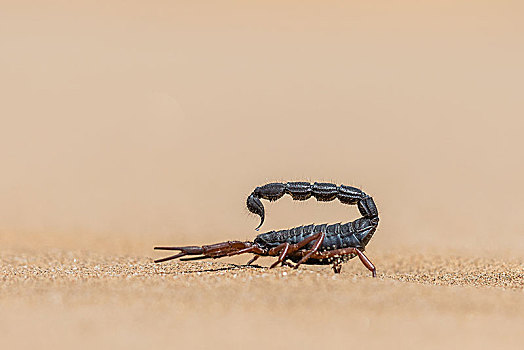 德兰士瓦省,蝎子,沙漠,纳米比诺克陆夫国家公园,纳米比亚,非洲