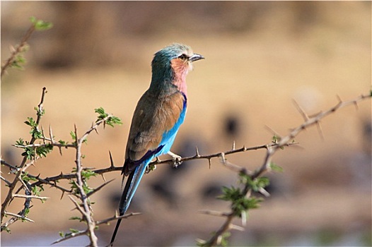 紫胸佛法僧鸟,佛法僧属,埃托沙国家公园