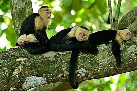 休息,树,曼纽尔安东尼奥国家公园,哥斯达黎加,中美洲