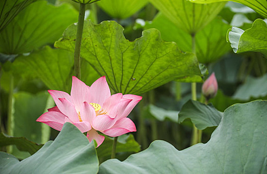 初夏新荷