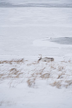 冬季雪地上的一只驯鹿