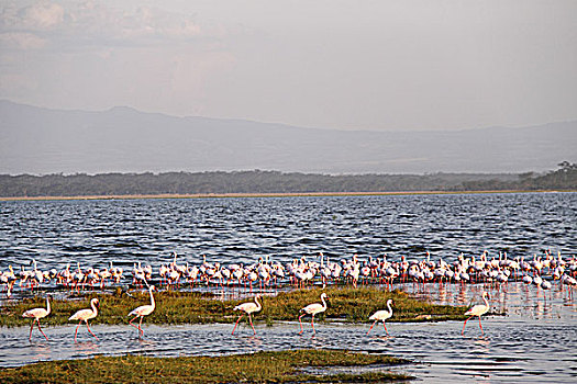 肯尼亚纳库鲁湖火烈鸟