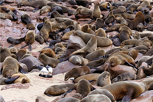巨大,生物群,褐色,海狗,海狮,纳米比亚