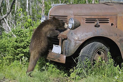 黑熊,看,老,卡车,明尼苏达,美国