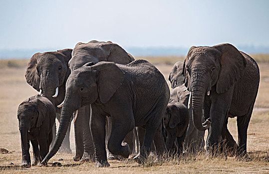 非洲大象085