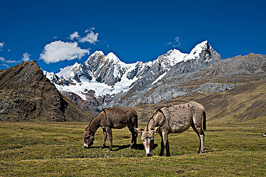 两个,放牧,驴,山,草地,雪冠,后面,山脉,安第斯山,北方,秘鲁,南美