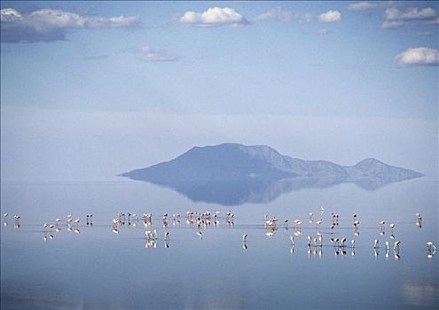 黄昏,小红鹳,进食,湖,火山,边界,肯尼亚,坦桑尼亚,远景,北方,一个,裂隙