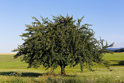 苹果树,区域,上奥地利州,奥地利,欧洲