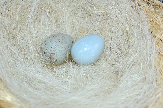 金色,黄鹂,成年,女性,喝,树林,水池,匈牙利,欧洲黄鹂,鸣禽,鸟,特写