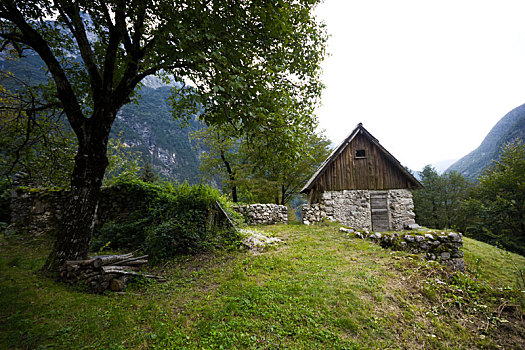老,山区木屋,古树,正面,中间,遥控,山谷,阿尔卑斯山,斯洛文尼亚