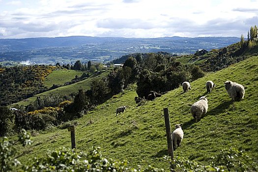 绵羊,放牧,山坡,智鲁岛,岛屿,智利