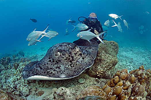 水中呼吸器,潜水,小,斑点,马尔代夫,印度洋,亚洲
