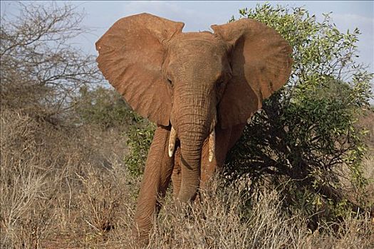非洲象,肖像,查沃,国家公园,肯尼亚