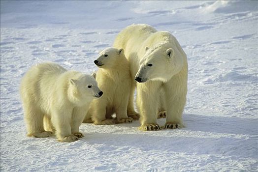 北极熊,幼兽,曼尼托巴,加拿大
