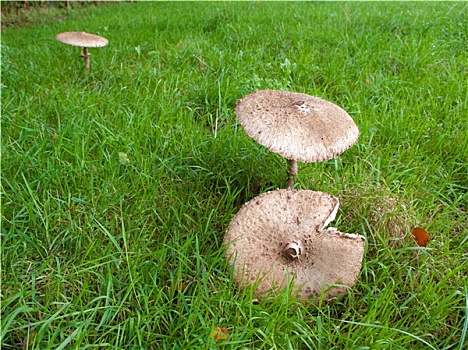大,伞状蘑菇