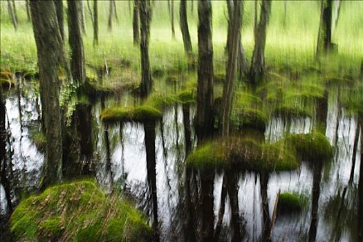 湿地,树林,动感,瑞典