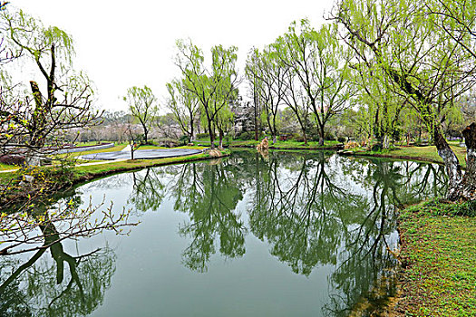 柳树,春天,池塘
