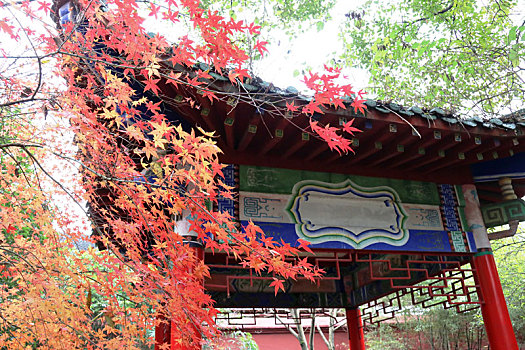 广西全州千年古刹湘山寺,枫叶红于,二月花