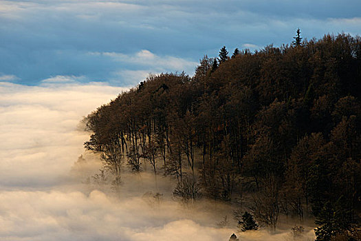 雾,树林,孚日,法国,欧洲