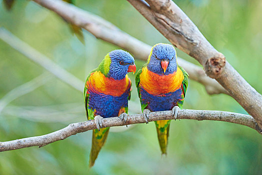 彩虹,吸蜜鹦鹉,坐,树,海滩,维多利亚,澳大利亚,大洋洲