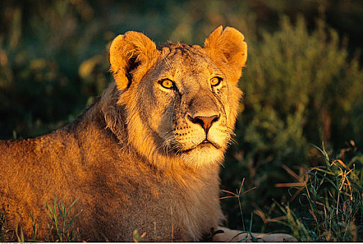 肖像,狮子,塞伦盖蒂国家公园,坦桑尼亚
