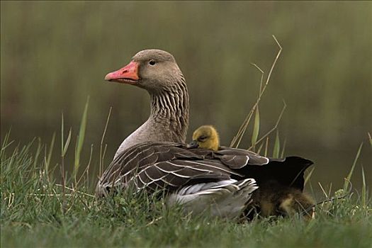 灰雁,父母,幼禽,欧洲