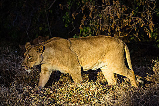 雌狮,狮子,走,夜晚,聚光灯,马沙图禁猎区,博茨瓦纳,非洲