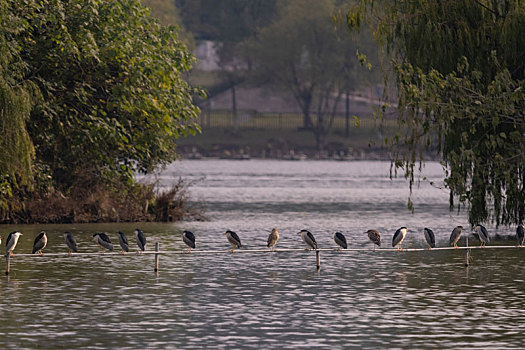 杭州市湘湖景区生态环境水鸟候鸟鸬鹚风光